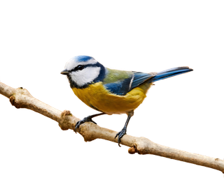 鸟类山雀免抠图mian