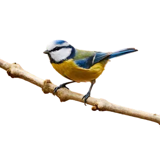 鸟类山雀免抠图mian