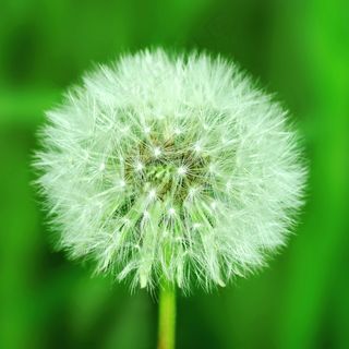 蒲公英绿色背景图片 蒲公英绿色背景图片