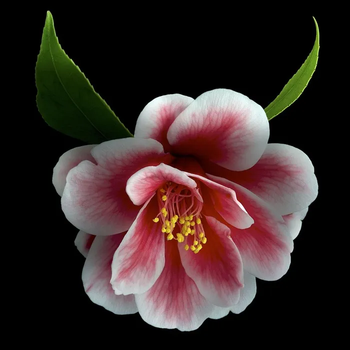 超高清唯美鲜花花朵图片