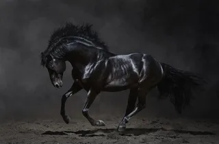 奔腾的骏马图