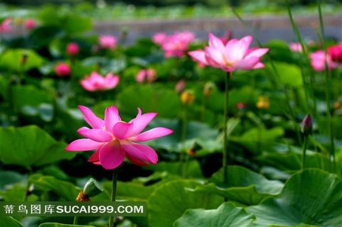 唯美荷花摄影图片