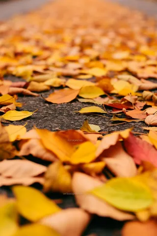 秋天黄色红色的树叶掉落在道路上摄影图