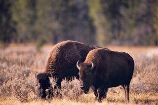 户外低头吃草的野牛图片