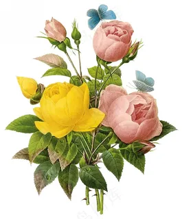 复古手绘月季花图片 复古手绘月季花图片