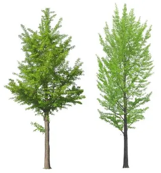 树 PNG 图像免抠