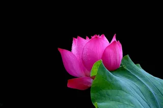 雨后娇艳的荷花摄影