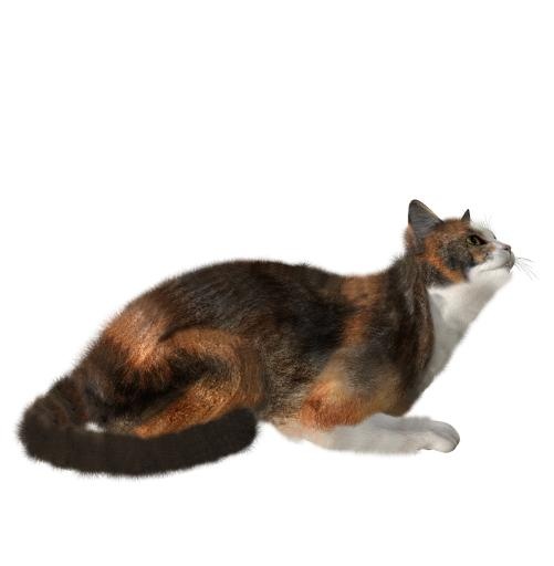 猫 PNG 图像免抠