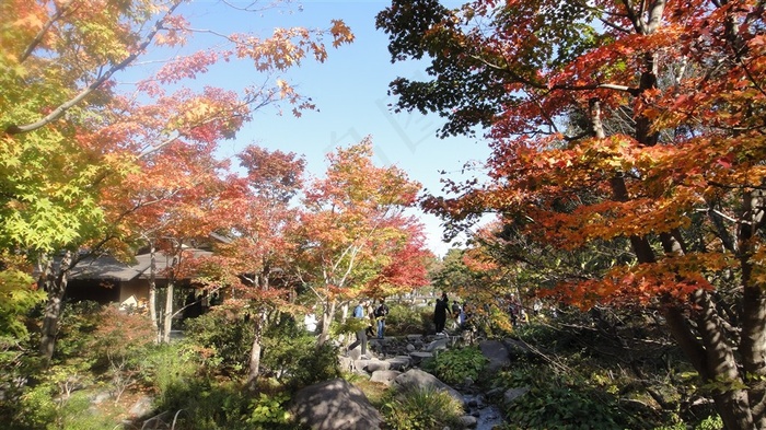 昭和公園楓葉林