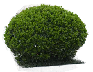 树木树枝树叶免扣素材