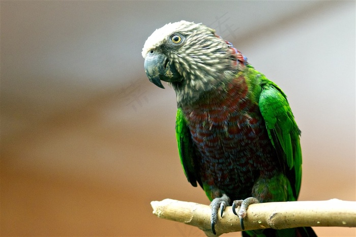 鹦鹉特写鸟素材