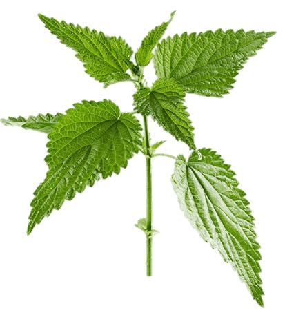 荨麻免抠(413x456)
