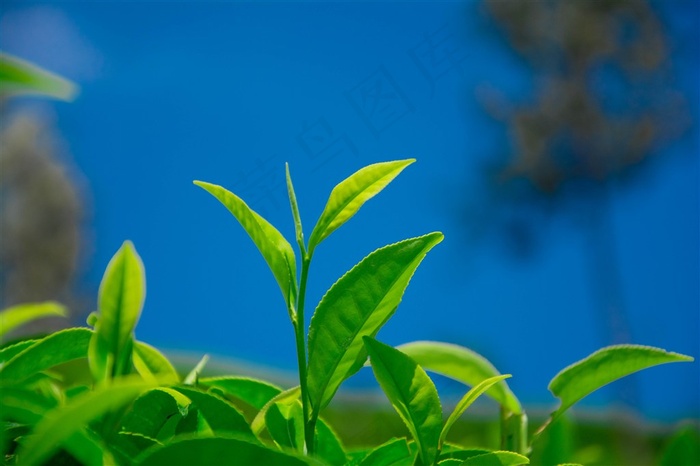 蔚蓝色天空与茶叶特写摄影