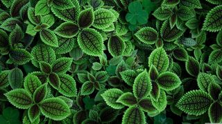 高清绿色叶子叶片图片