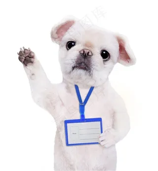 挂工作牌的可爱小狗