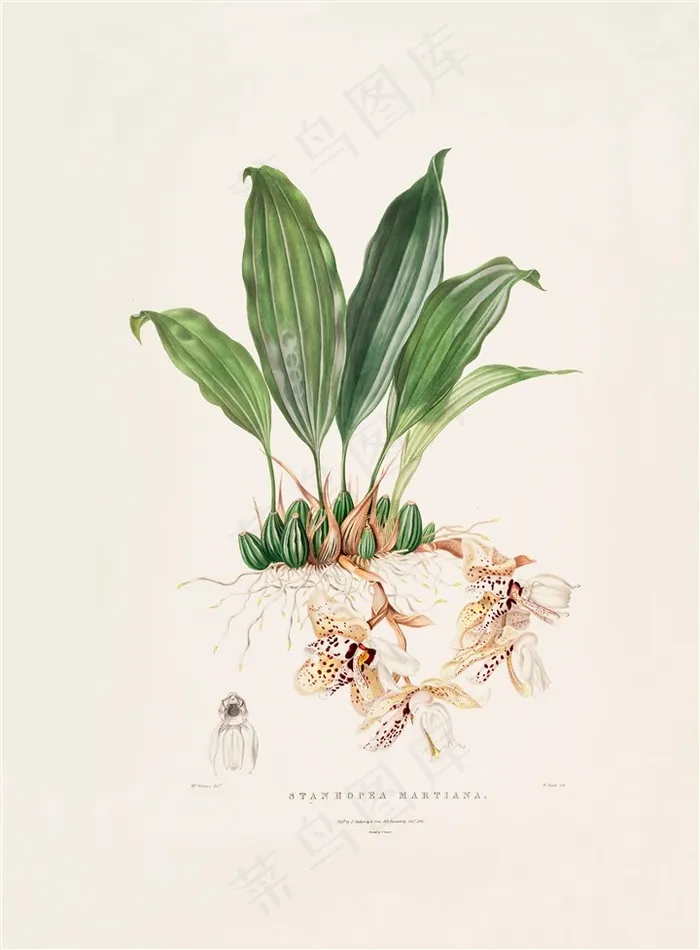 彩色兰花手绘插画图片