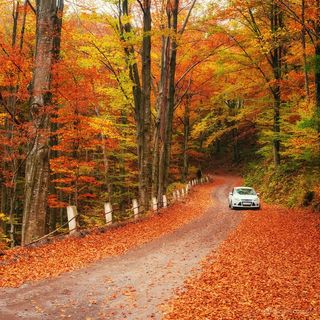 森林红叶谷风景图片
