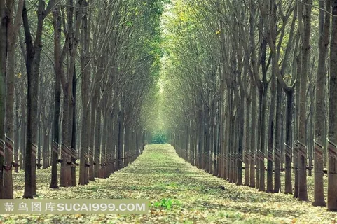 整齐干净的林中小路风景图片