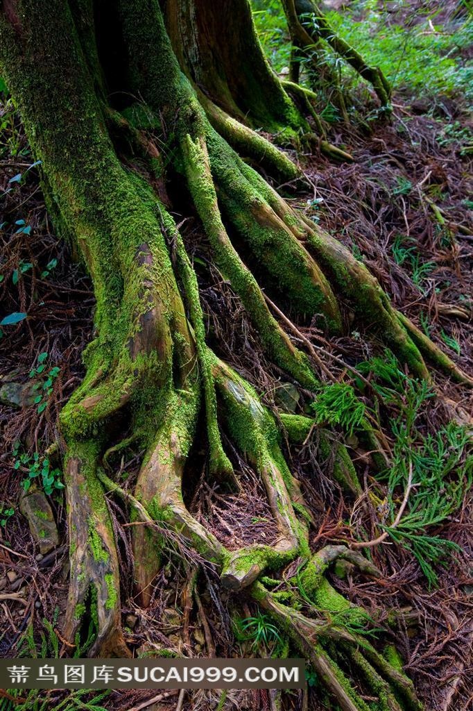 阿里山树根摄影素材