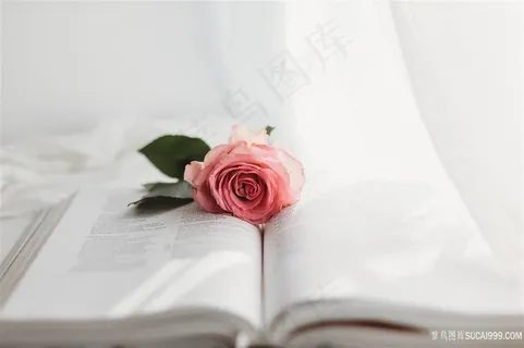 打开的书和玫瑰花图片 打开的书和玫瑰花图片