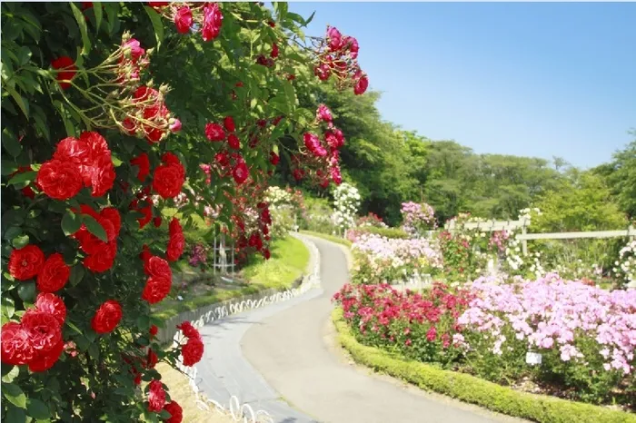 花园小路蓝天背景墙