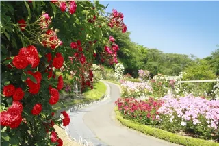 花园小路蓝天背景墙