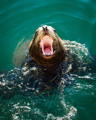 水中的海狮图片