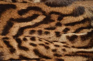 老虎毛笔纹理背景图