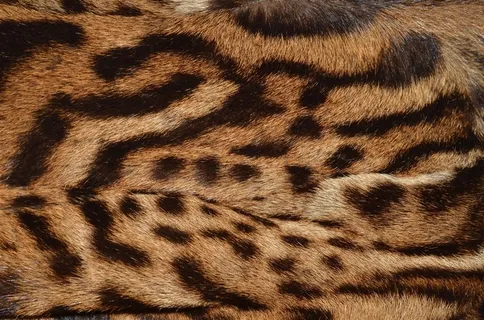 老虎毛笔纹理背景图 老虎毛笔纹理背景图