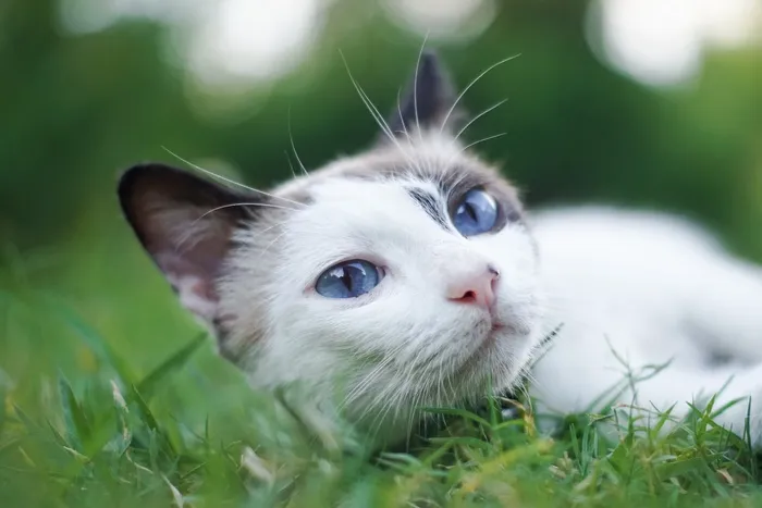 可爱猫咪猫猫摄影素材
