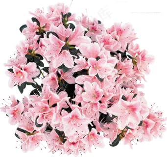 花饰和花束  花饰和花束