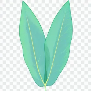 2片叶子手绘卡通png免抠