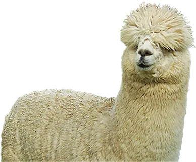 羊驼动物毛绒动物