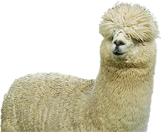 羊驼动物毛绒动物