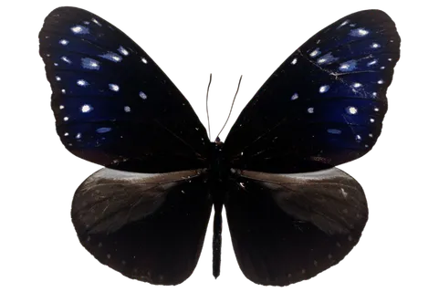 蝴蝶 彩蝶 花蝴蝶 动物 昆虫 免抠