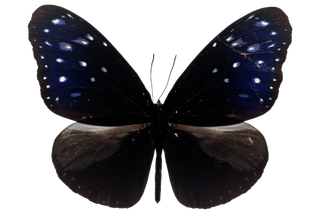 蝴蝶 彩蝶 花蝴蝶 动物 昆虫 免抠