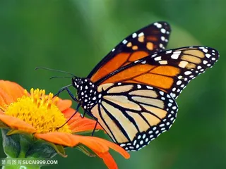 黄邹菊上的昆虫蝴蝶图片昆虫图片
