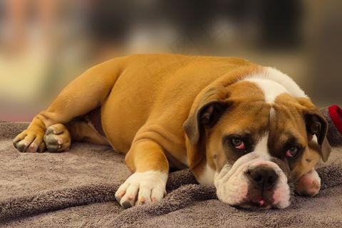 趴着的斗牛犬图片 趴着的斗牛犬图片
