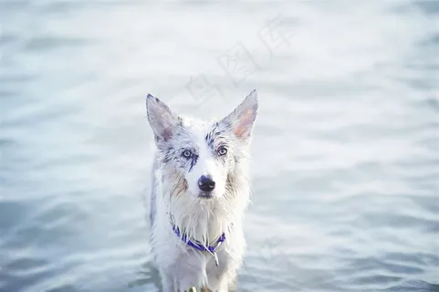 高清湖边狗狗图片