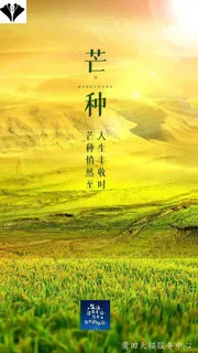 芒种二十四节气