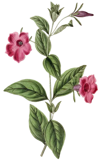 复古手绘植物花卉玫瑰花PNG免扣图案高清图片PS设计素材图