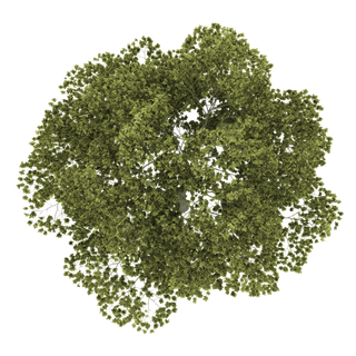 树木树枝树叶免扣素材