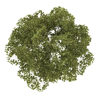 树木树枝树叶免扣素材