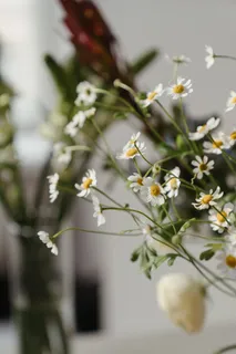 白色纯洁雏菊摄影素材