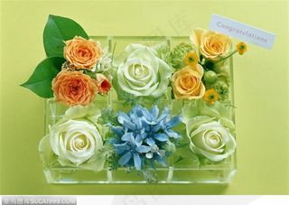 一片素雅清透在礼盒--花卉礼盒