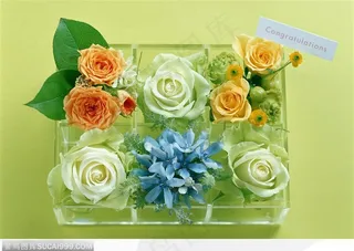一片素雅清透在礼盒--花卉礼盒