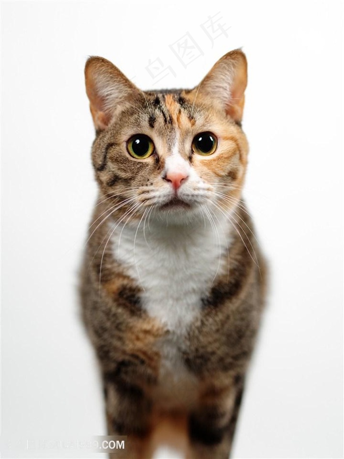 高清正面特写狸花猫萌宠图片猫咪图片