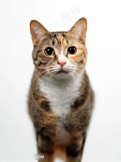 高清正面特写狸花猫萌宠图片猫咪图片 高清正面特写狸花猫萌宠图片猫咪图片