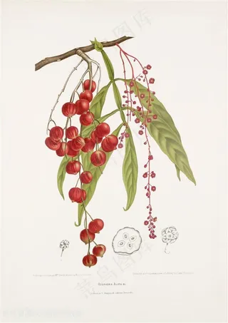 灯笼果植物手绘插画图片