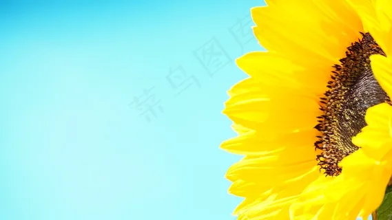 向日葵, 黄色, 花, 贺卡 向日葵, 黄色, 花, 贺卡